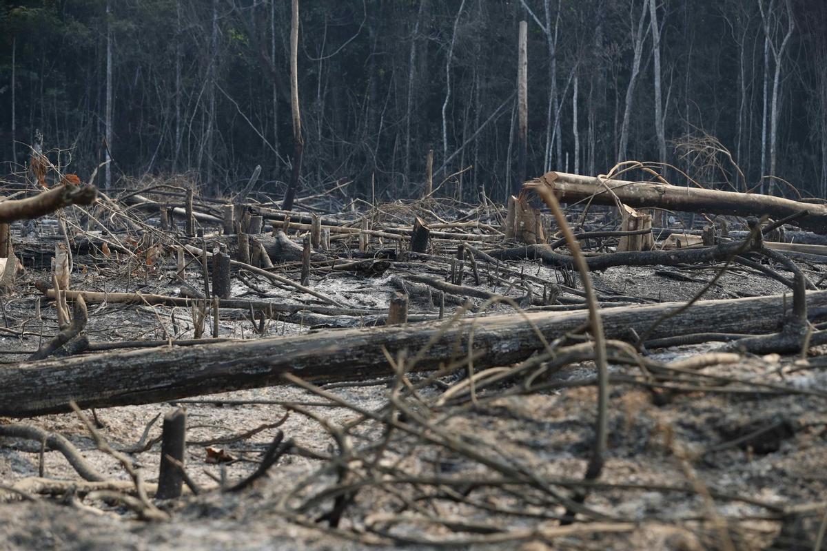 Bosque de montaña con troncos muertos, hábitat típico del escarabajo