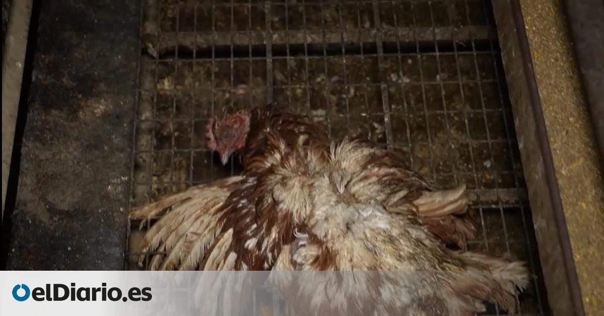 Macrogranja de los horrores en Mallorca reabierta: Audiencia Provincial inicia investigación