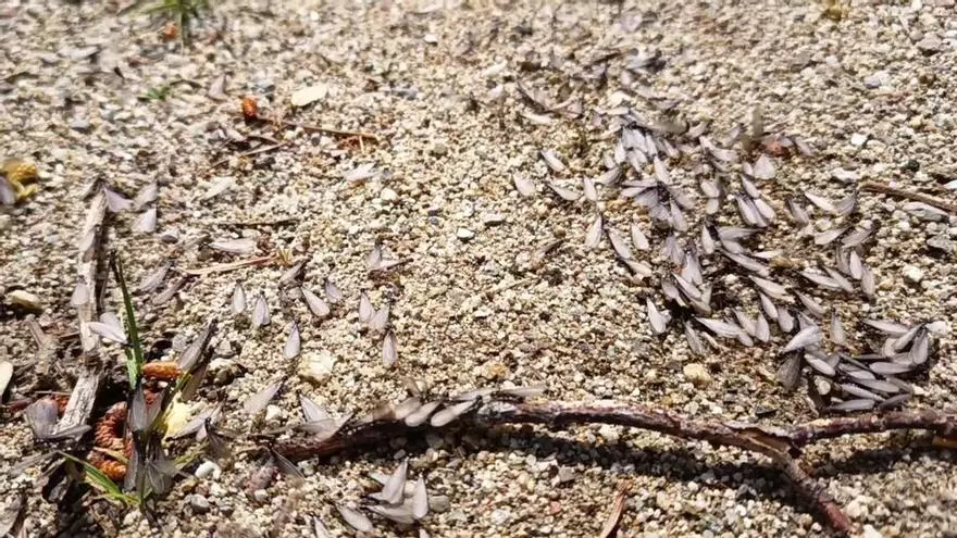 Helicóptero de la Guardia Civil sobrevolando el Pico Aneto durante la evacuación del herido