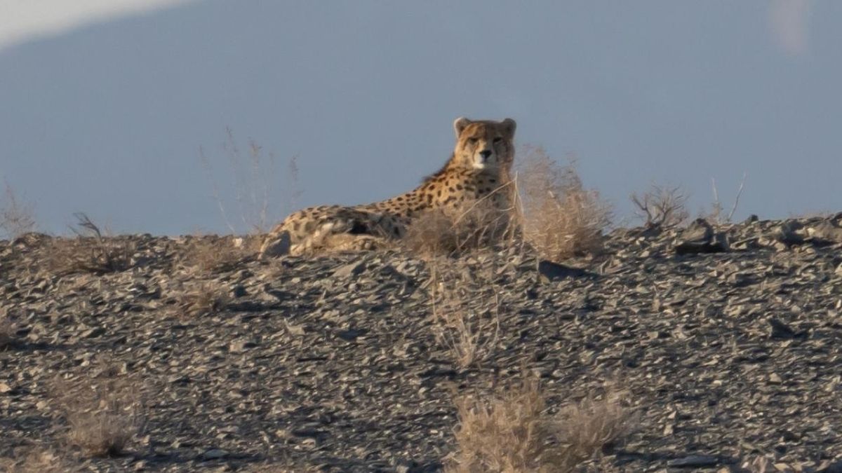 Cheetah asiático en Irán: solo 27 ejemplares sobreviven tras el conflicto