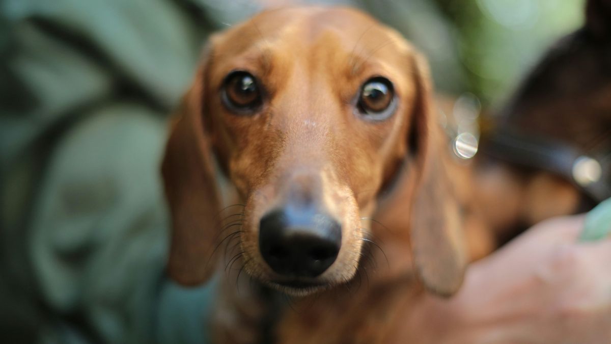 Estrés animal: la tensión familiar altera la conducta de perros y gatos