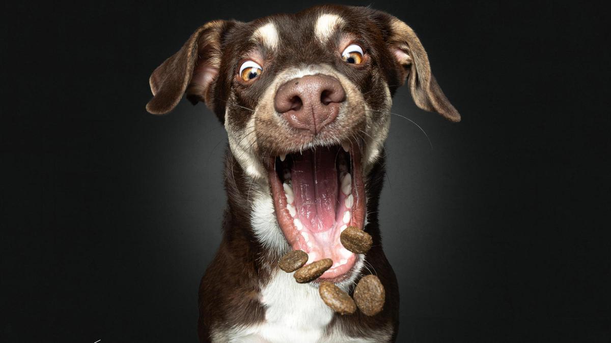 Fotógrafo canino viral instala estudio gratuito en Diagonal Mar