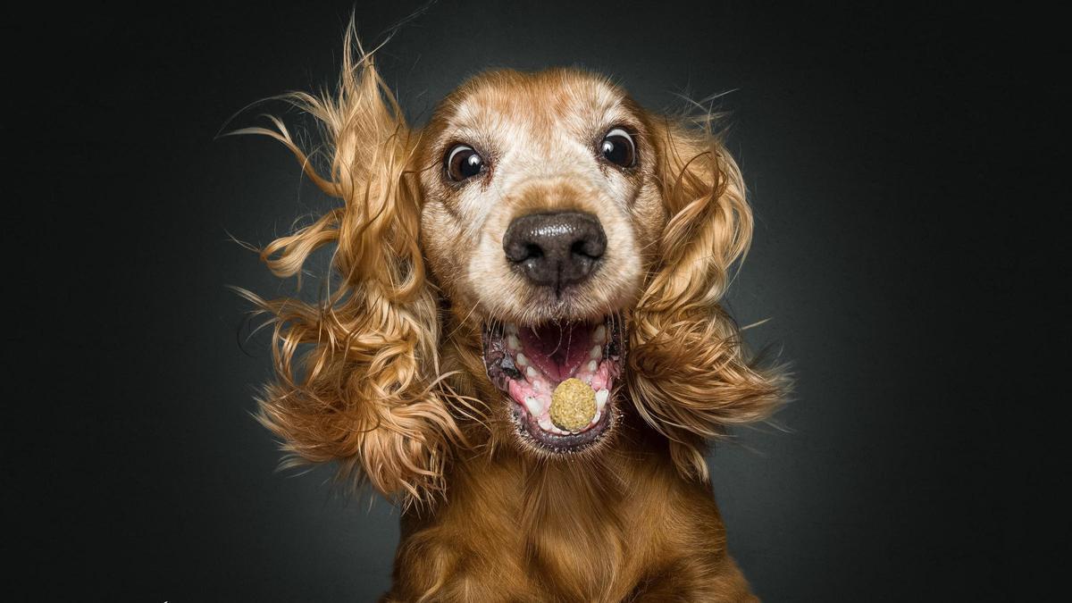 Perro con expresión intensa mientras Christian Vieler lo fotografía en Diagonal Mar