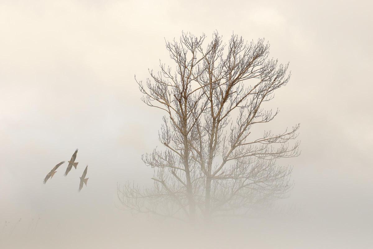 Fotografía de una alimoche común, finalista del concurso FotoAves anterior