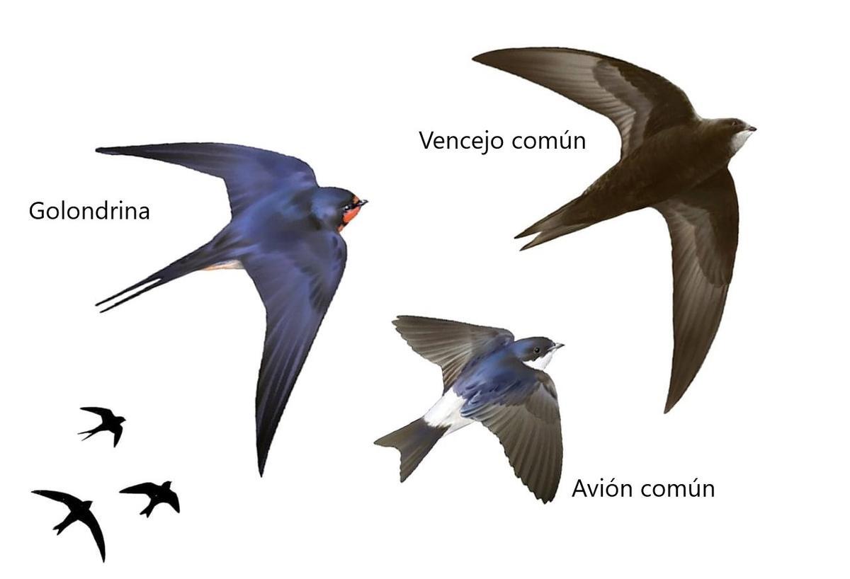 Golondrina común alimentándose de moscas y mosquitos