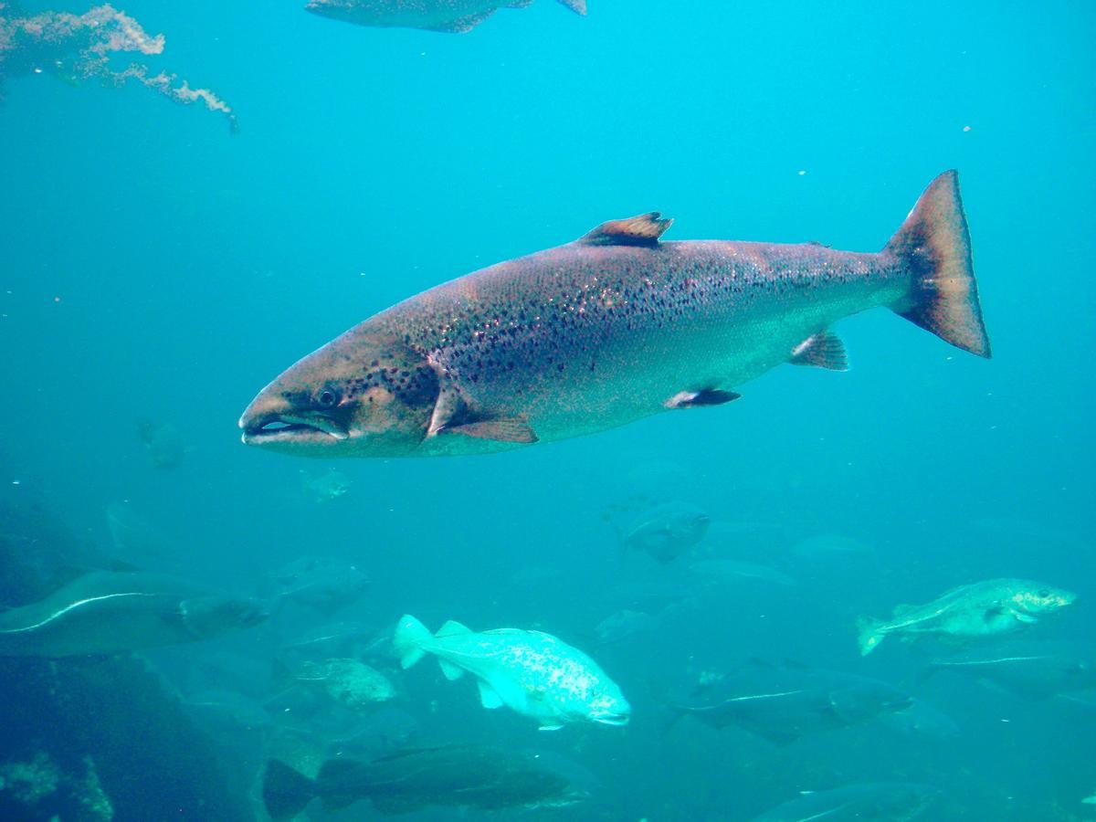 Pesca de salmón en el río Narcea, Asturias