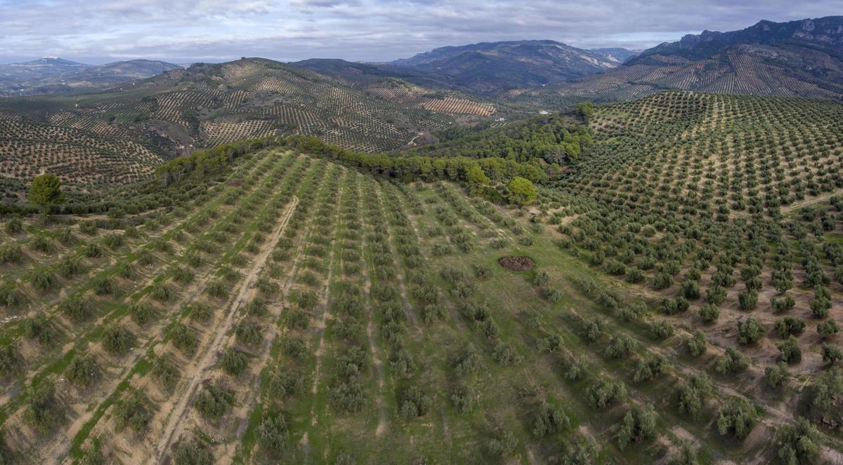 Olivar de Jaén con árboles cargados de aceitunas bajo cielo nublado