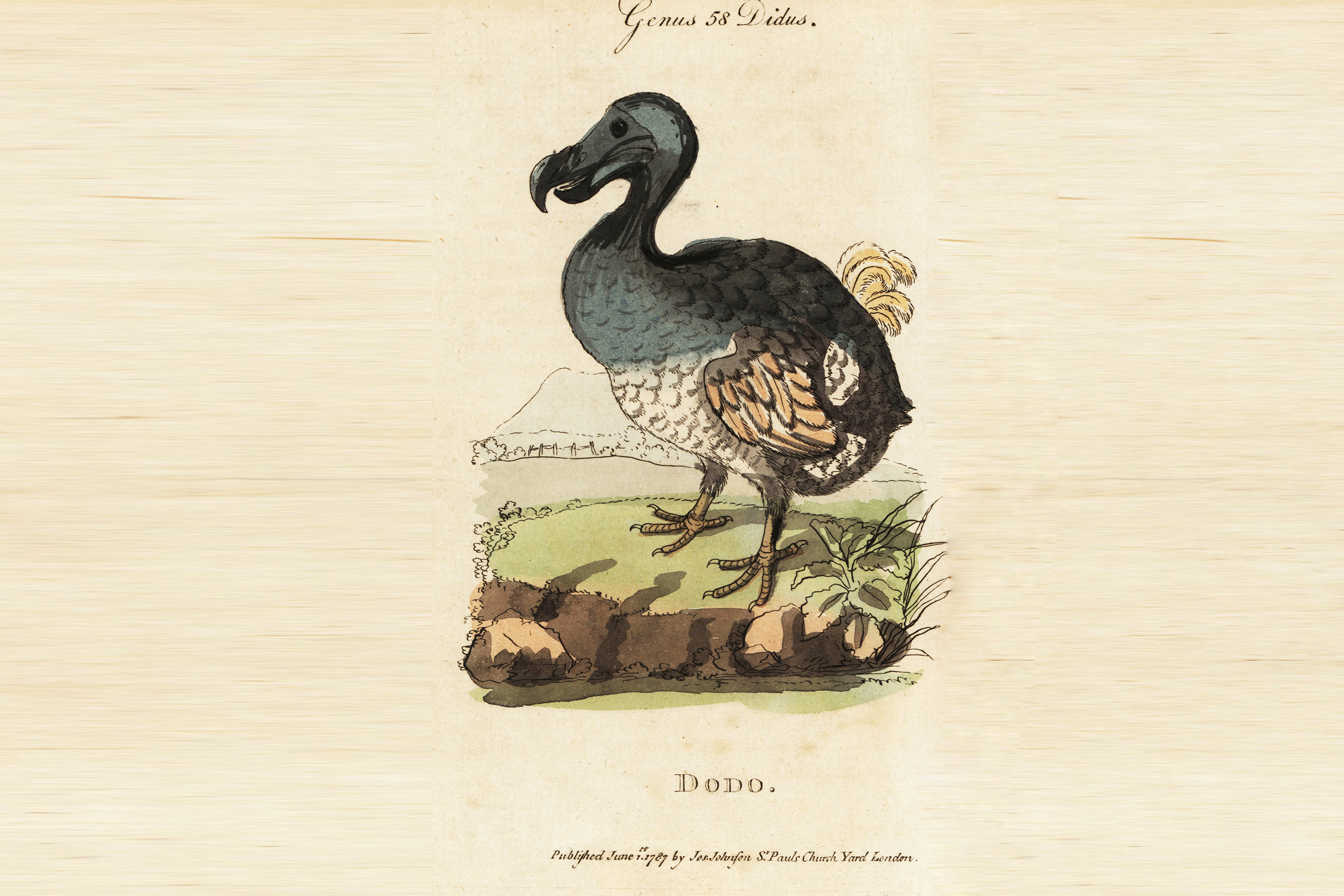 Desextinción del dodo: Colossal Biosciences avanza hacia la recreación del ave extinta