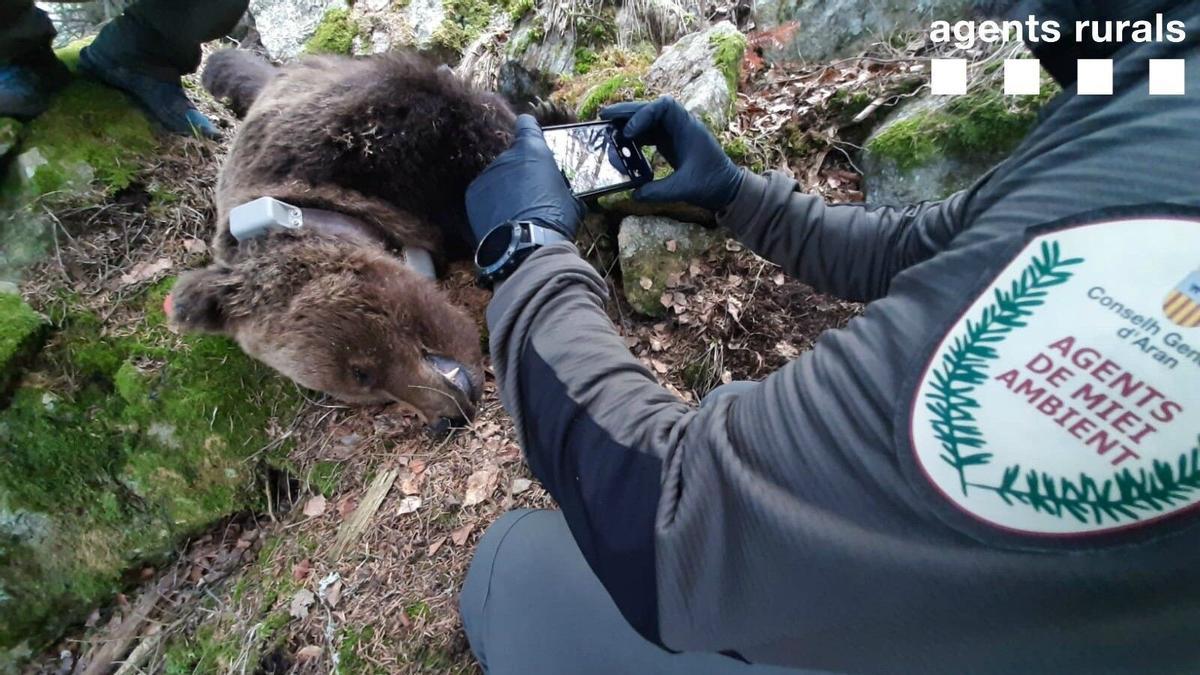 Operación de captura y marcaje de osos pardos en el Val d'Aran