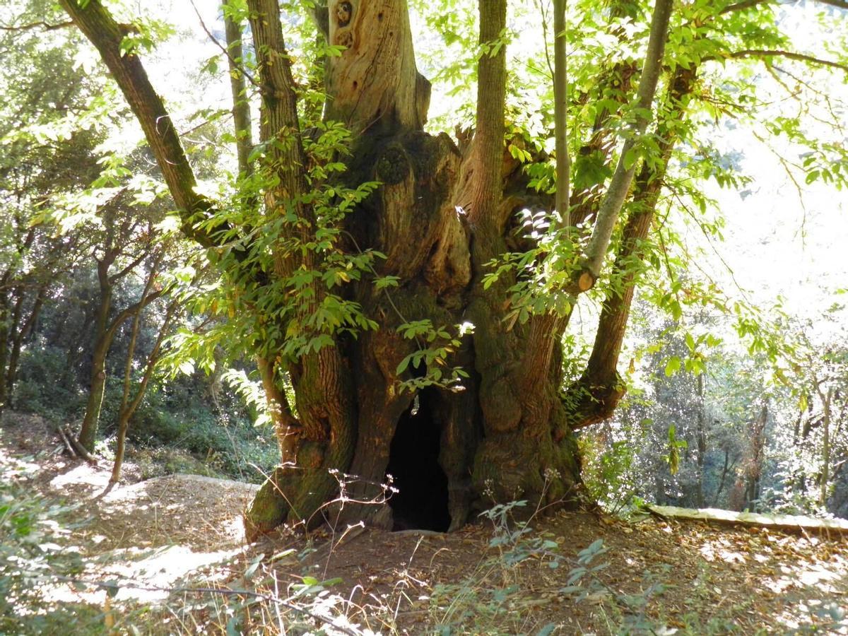 Captura de pantalla de la app Arbres MonumetCAT mostrando el mapa de árboles monumentales