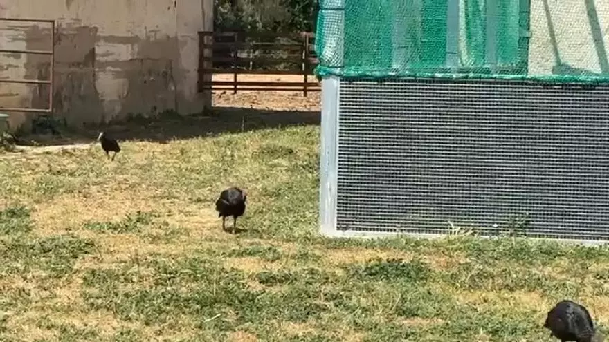 Policía y helicóptero sobre la favela de Vidigal durante la intervención