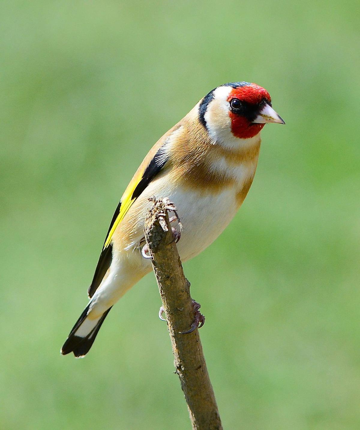 Jilguero posado en campo de cultivo con semillas silvestres