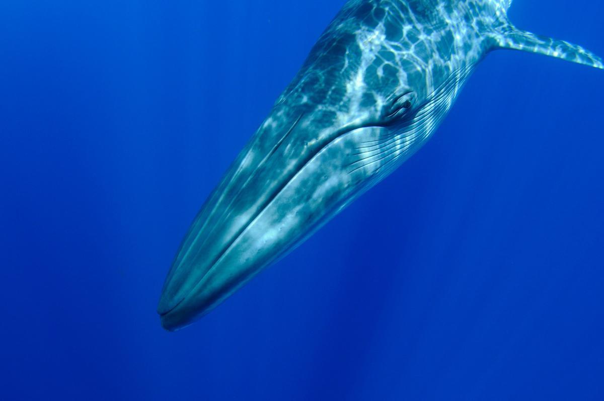 Río desembocando en el mar con una mancha marrón tras las intensas lluvias, mostrando la turbidez que alimenta la cadena trófica.