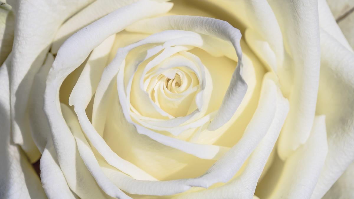 Fachada de la Casa Batlló decorada con rosas de colores para Sant Jordi 2026