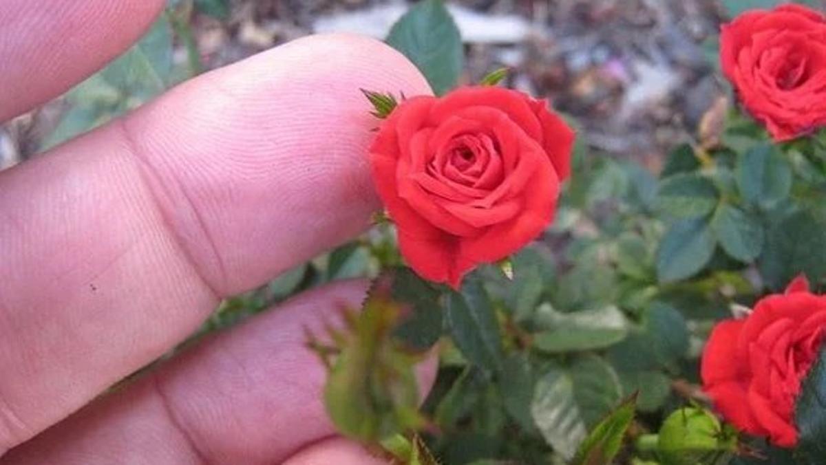 Rosal pitiminí en maceta, flores pequeñas y coloridas, símbolo de la nueva tradición de Sant Jordi