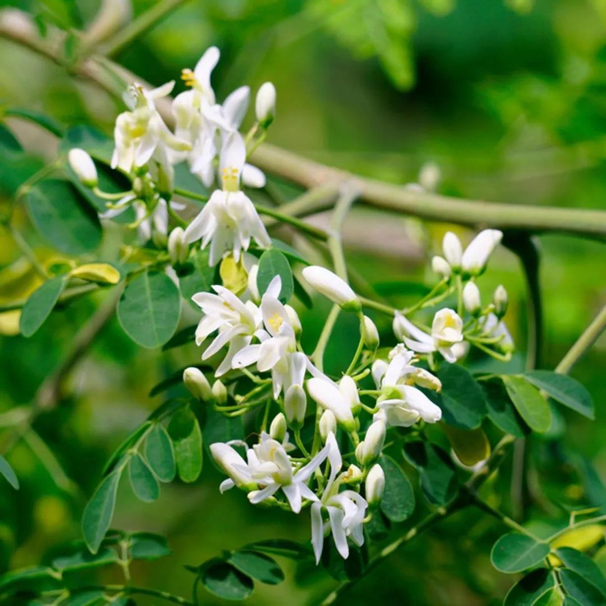 Semillas de moringa en proceso de filtrado de agua