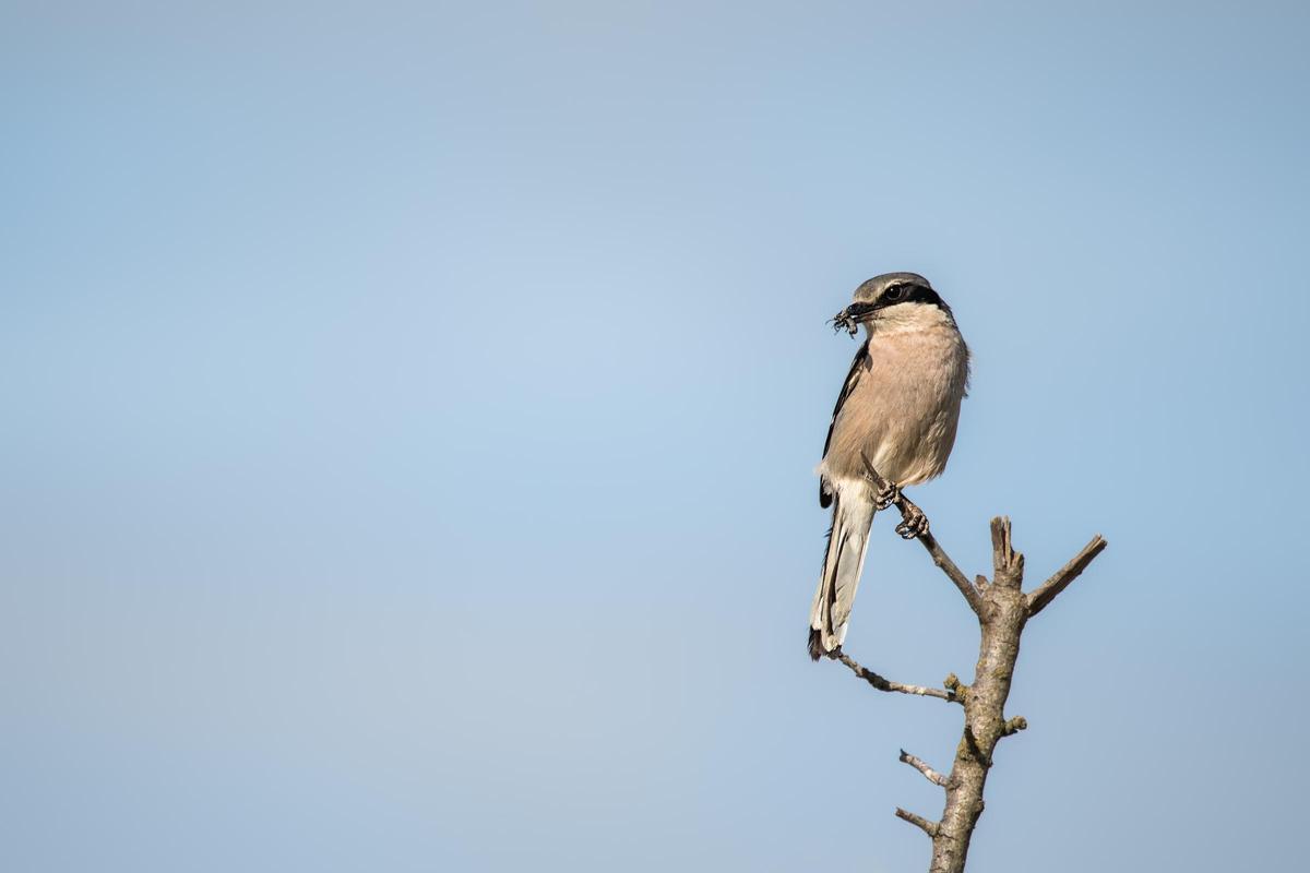 Mapa de distribución de aves agrícolas en Europa