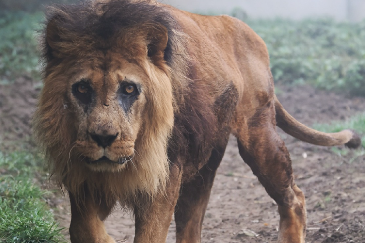 Djibo, el león más viejo de Europa, muere a los 27 años en Francia