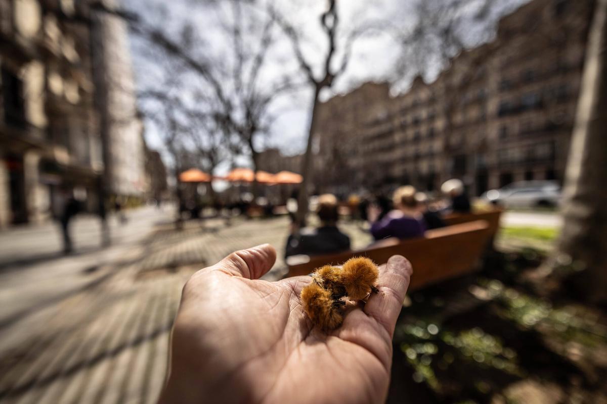 Polen de plátano cubriendo calles del distrito de l'Eixample en Barcelona