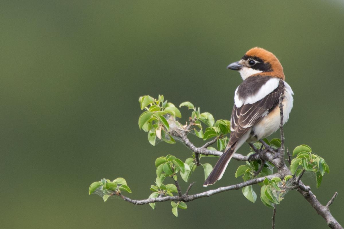 Mapa de distribución de aves agrarias a escala 10 × 10 km que muestra pérdidas y recuperaciones en Europa