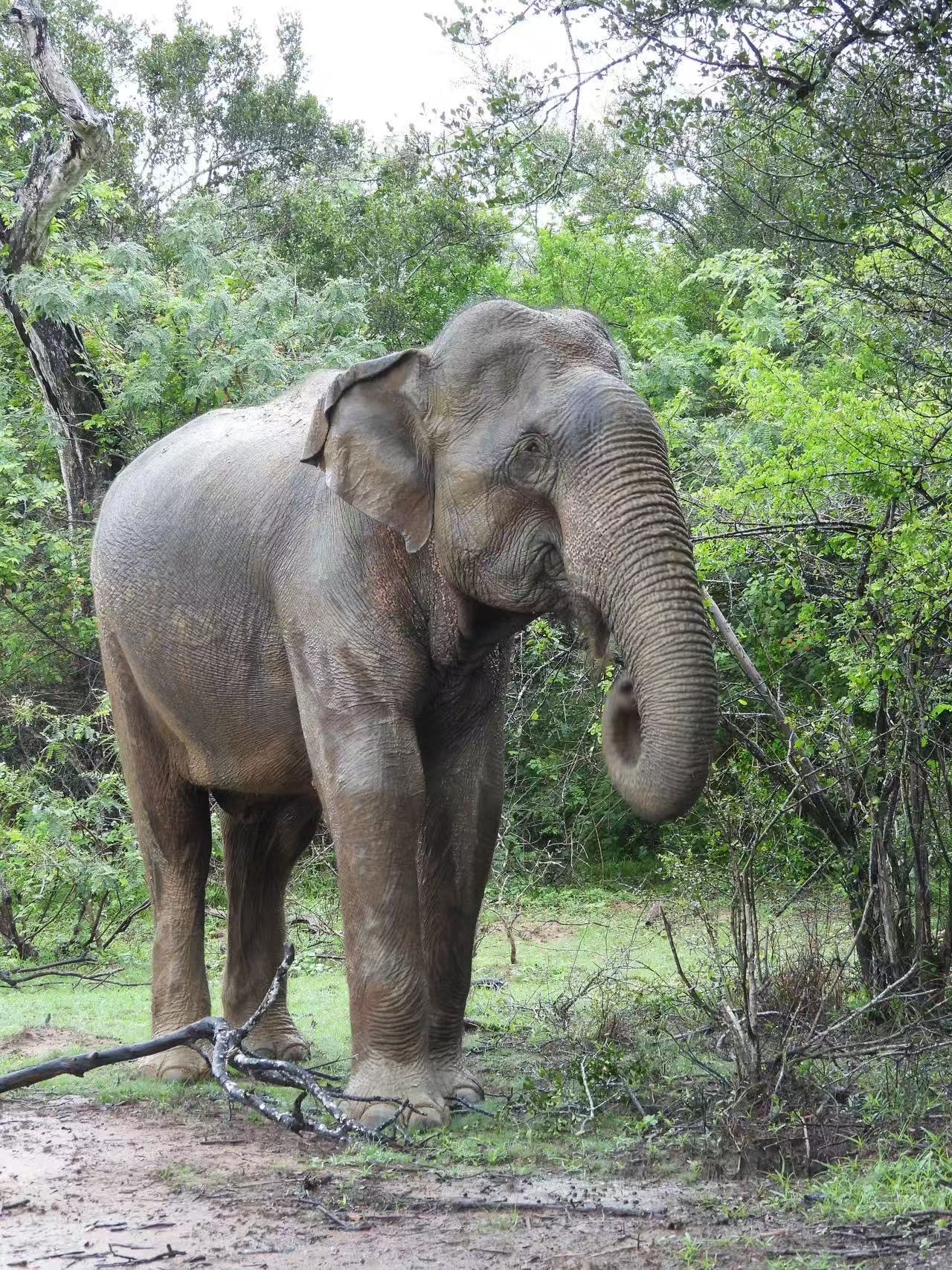 Elefante atravesando un campo de arroz en Sri Lanka, símbolo del conflicto entre vida silvestre y agricultura
