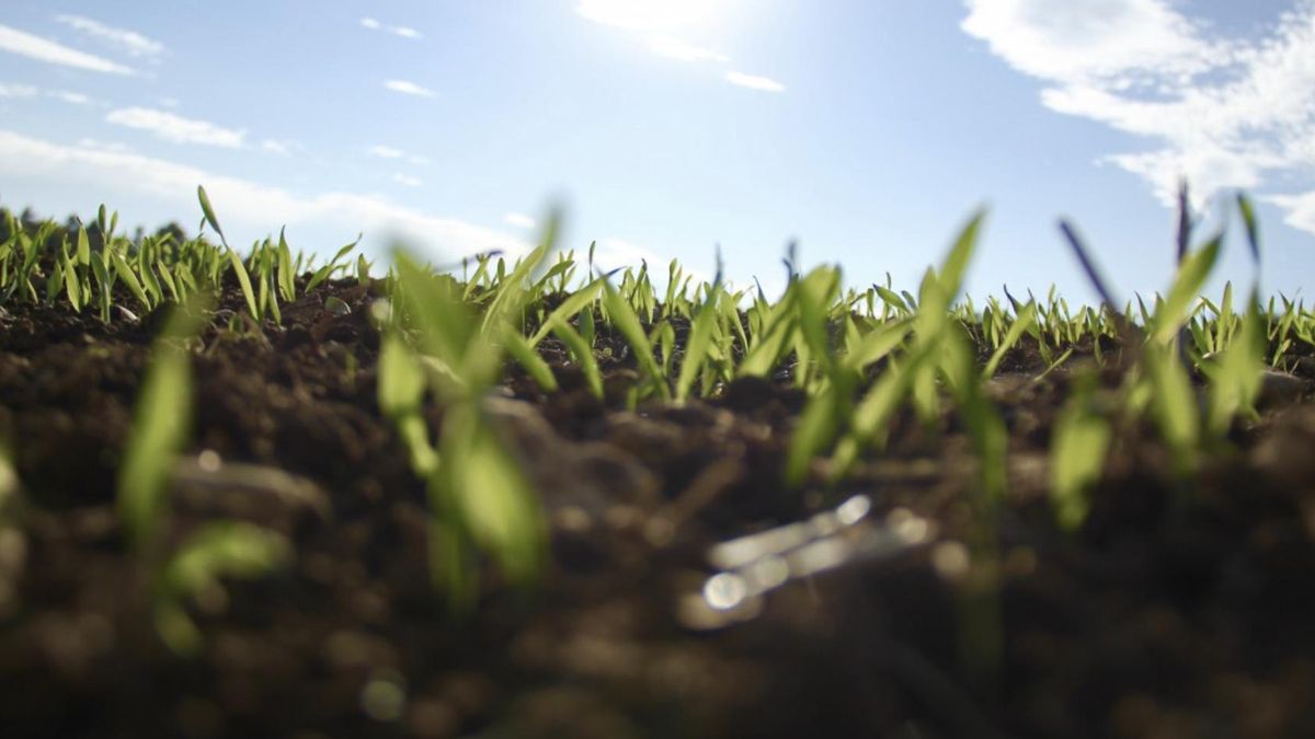 MIT demuestra que la lluvia acelera la germinación del arroz entre un 30 % y 40 %