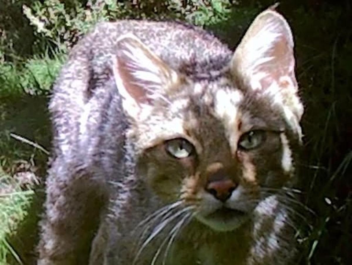 Gato montés muestra población estable en el Parc Natural del Cadí-Moixeró