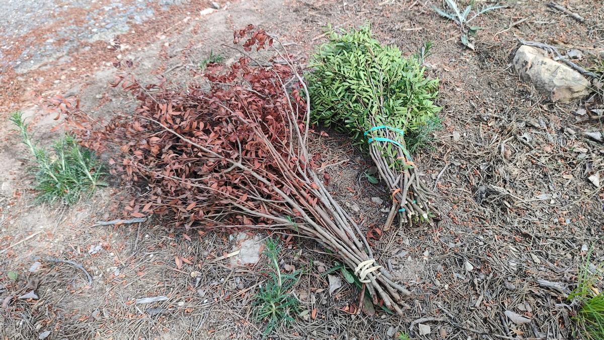 Bosque de Cataluña con ramos de lentisco recogidos ilegalmente en caminos forestales