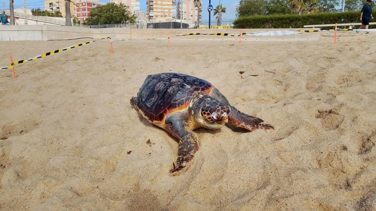 Tortuga muerta hallada en la playa de la Barca Maria (Badalona)