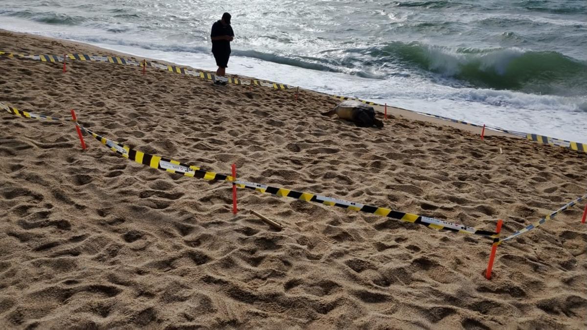 Tortuga encontrada sin vida en la playa de la Barca Maria, Badalona