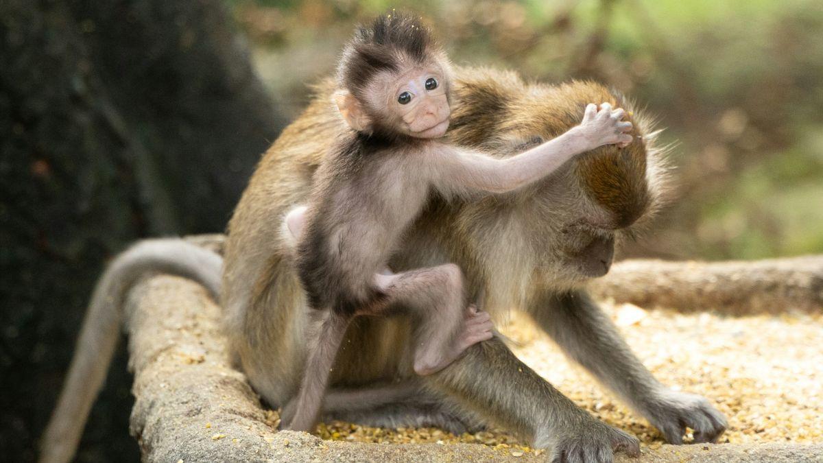 Químicos sintéticos y cambio climático reducen la fertilidad de humanos y fauna