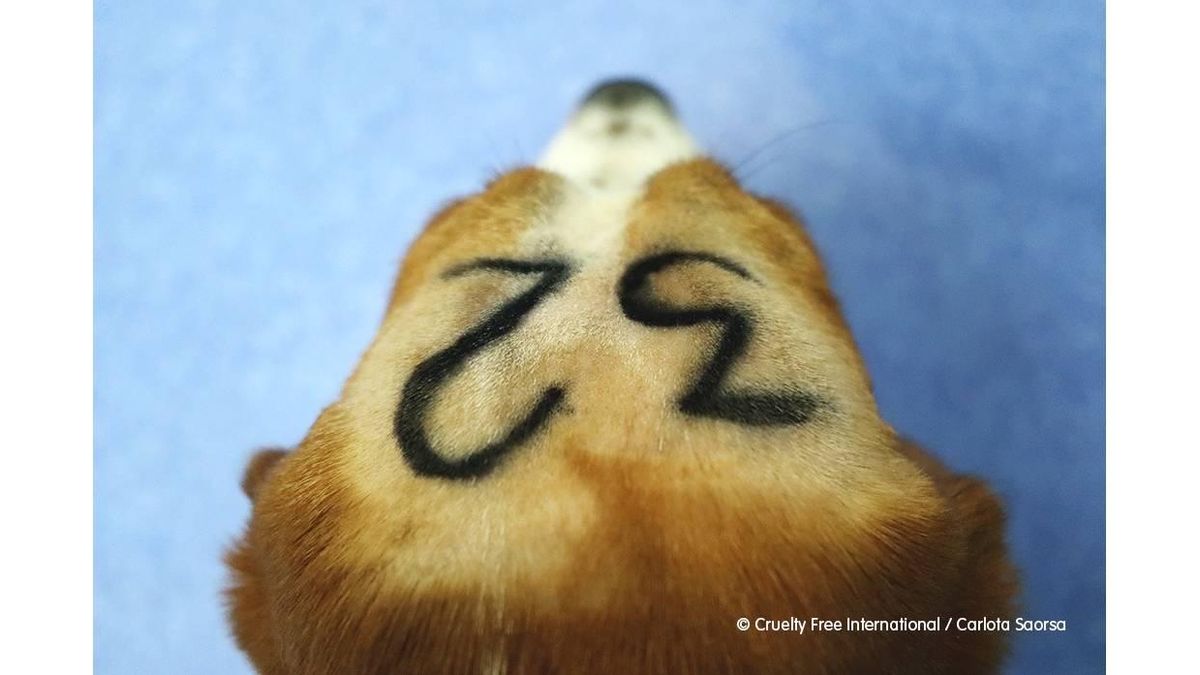 Vivotecnia enfrenta juicio por maltrato animal bajo el art. 337 del Código Penal