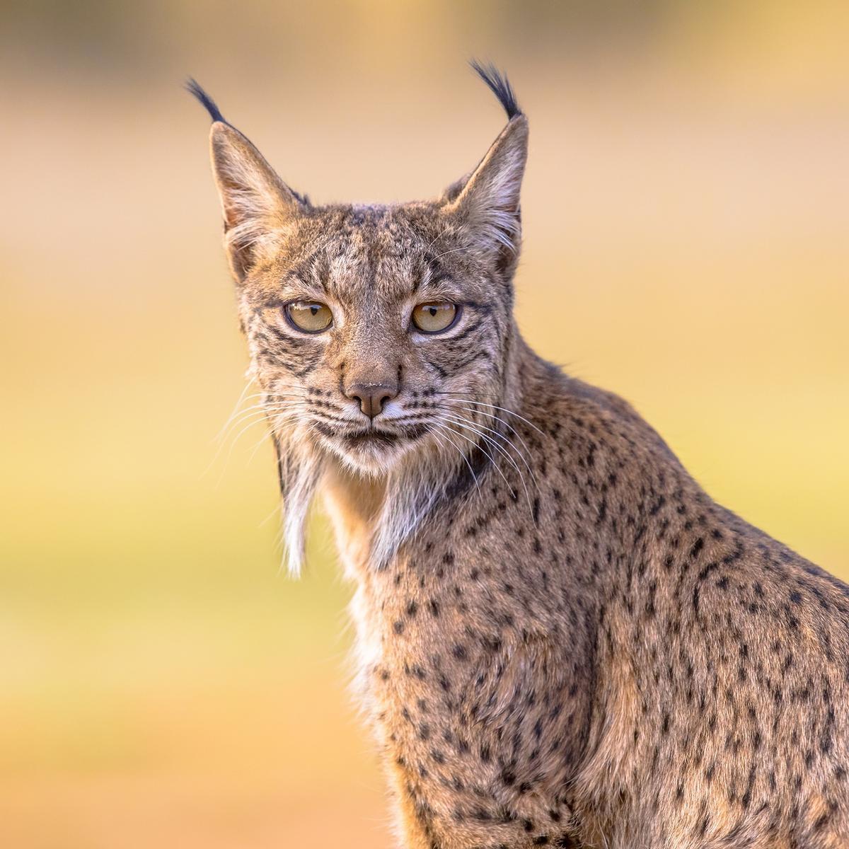 Cachorros de lince ibérico recién nacidos bajo un encinar en el Parque Nacional de Cabañeros