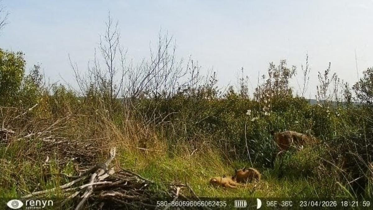 Mapa del Parque Nacional de Cabañeros mostrando áreas de reintroducción del lince ibérico
