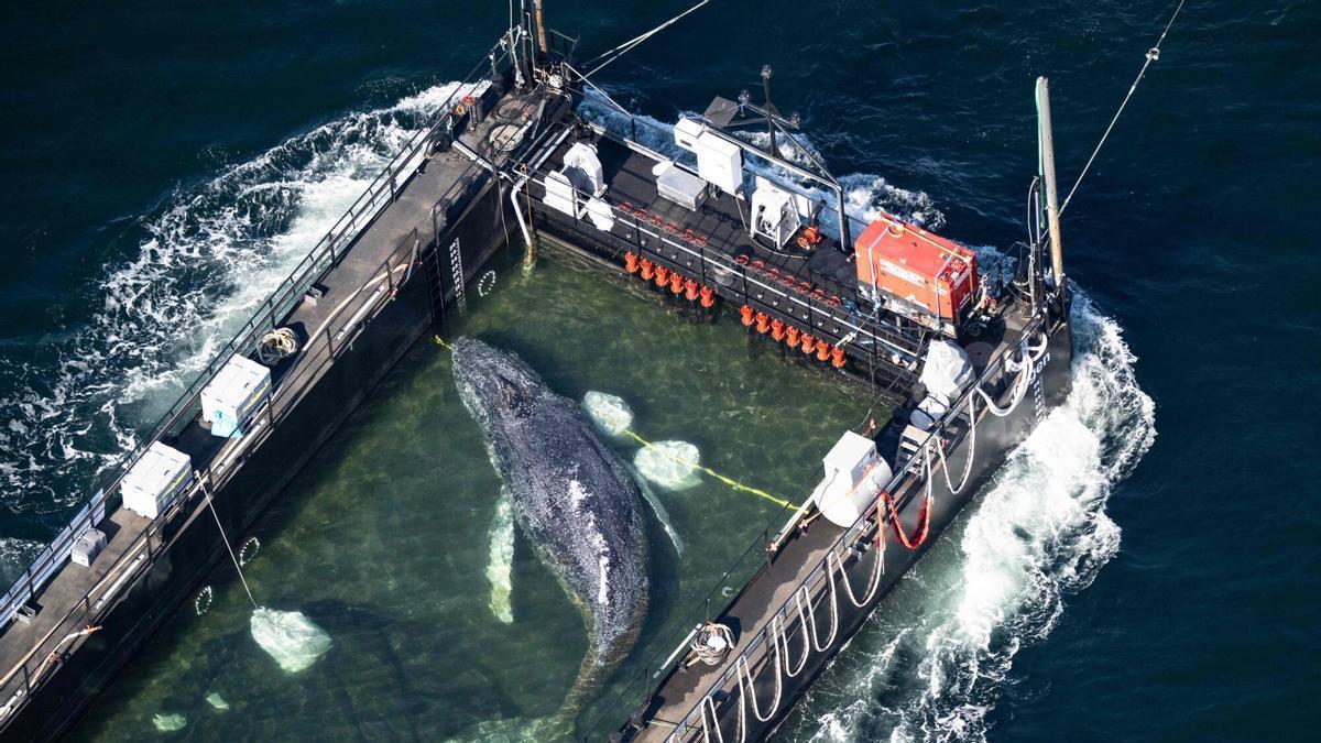 Timmy, la ballena varada en Alemania, liberada en el mar del Norte