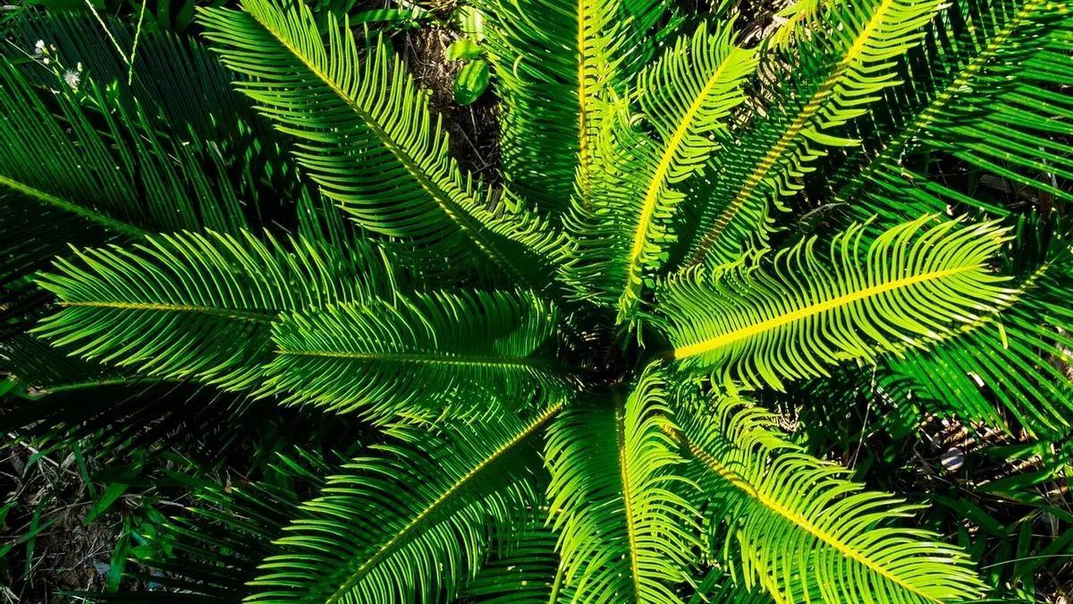Chamaedorea elegans, la planta de interior que purifica el aire