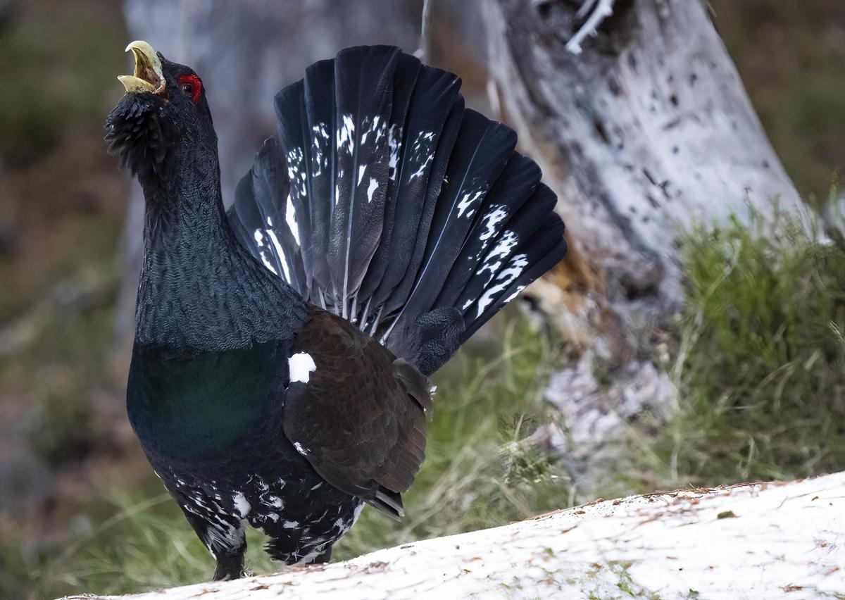Urogallo macho en los Pirineos franceses