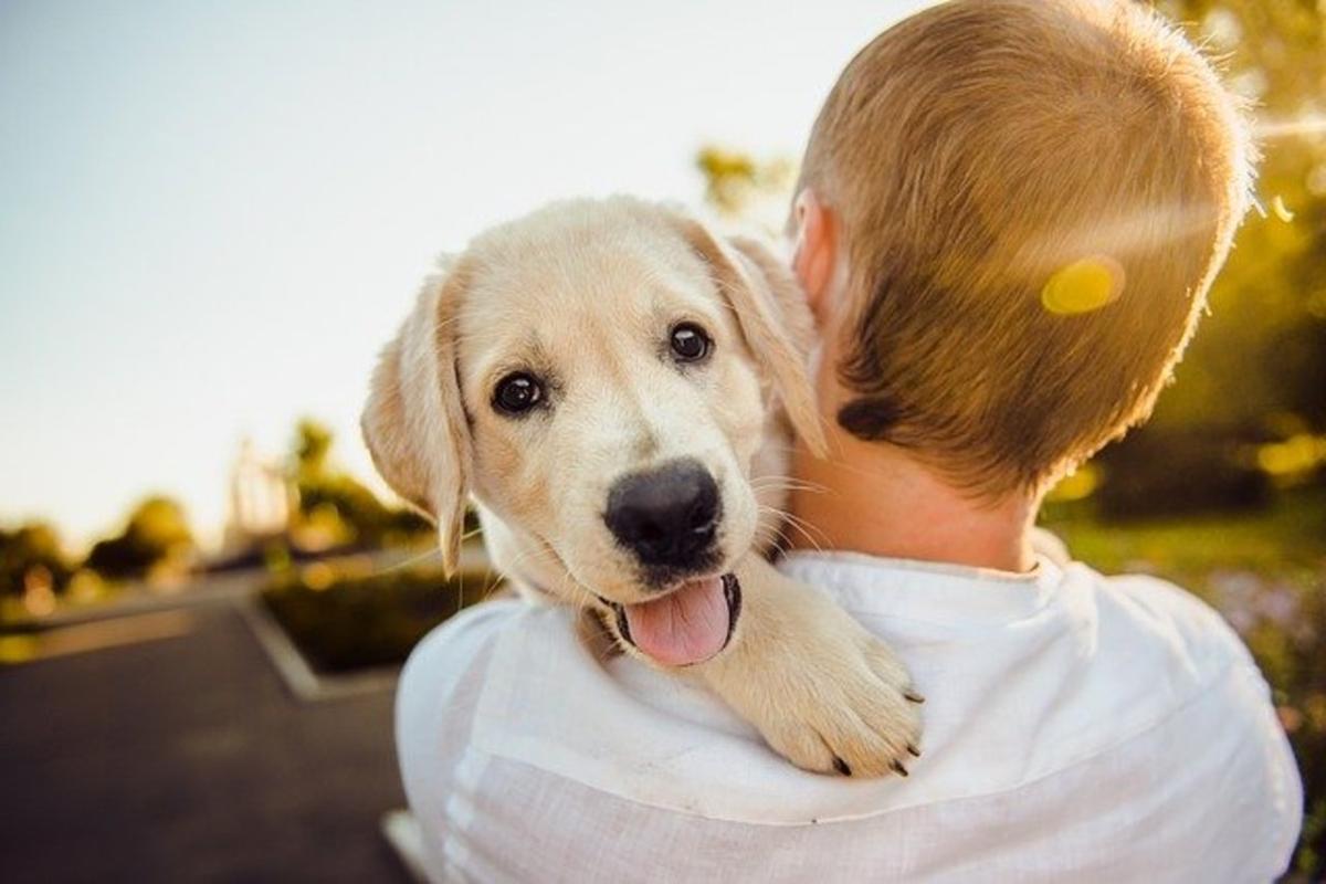 Deducción autonómica por gastos veterinarios permite a propietarios de mascotas reducir el IRPF en Murcia y Andalucía