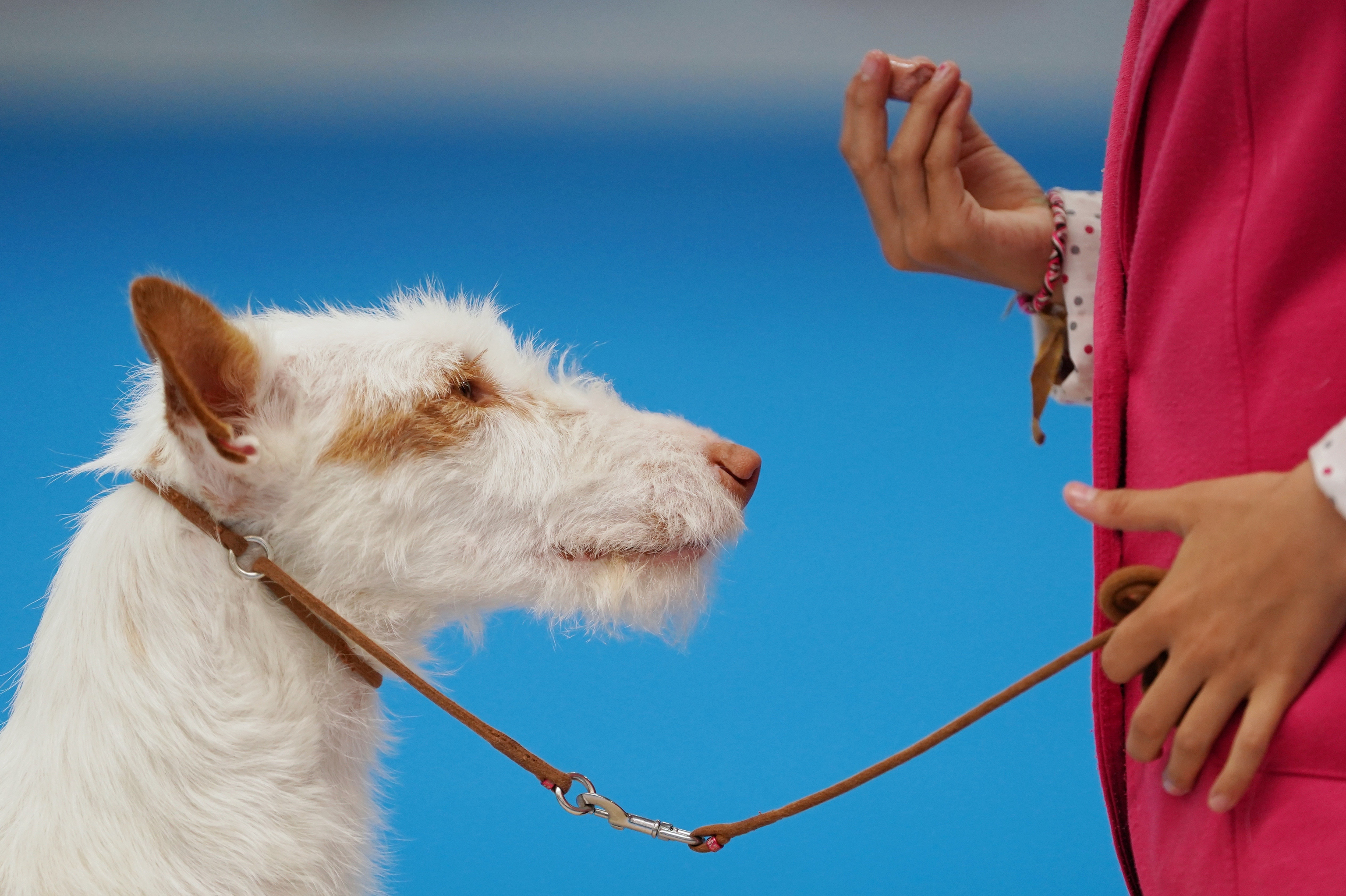 Vacunas en mascotas: veterinarios advierten contra la sobrevacunación y recomiendan pruebas de anticuerpos