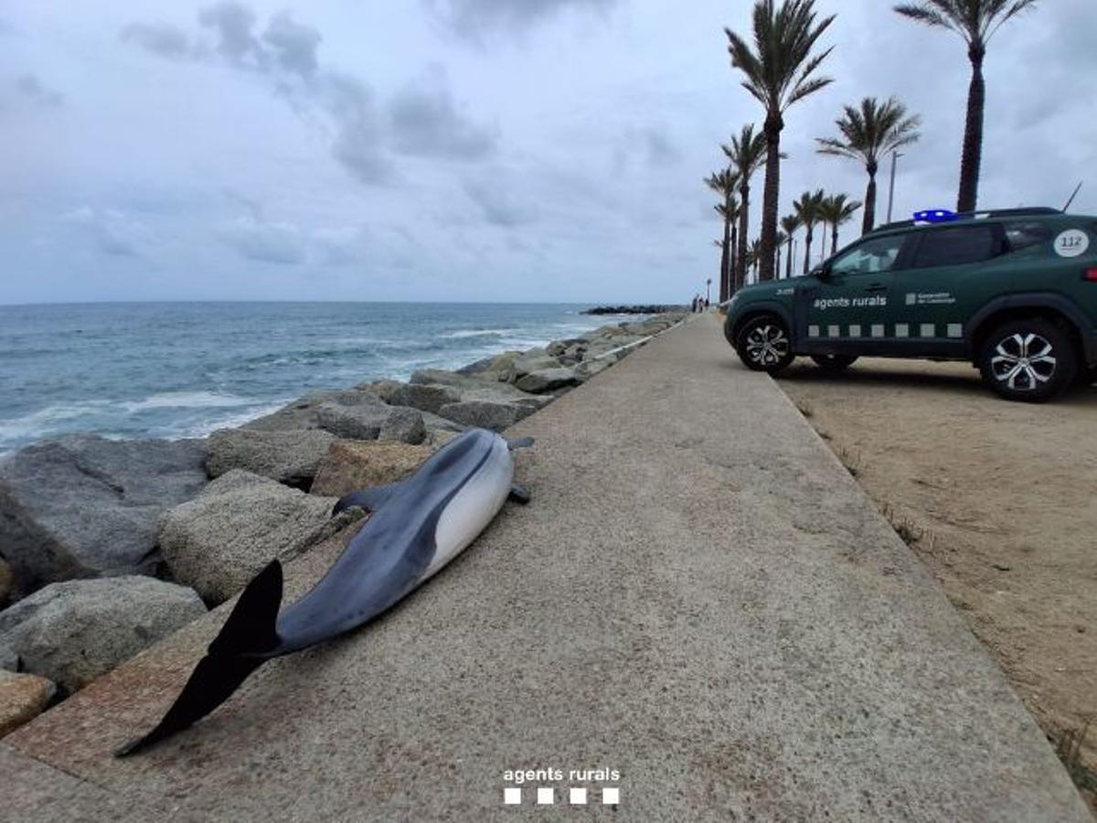Delfín listado hembra encontrado muerto en la playa de Ponent de Mataró