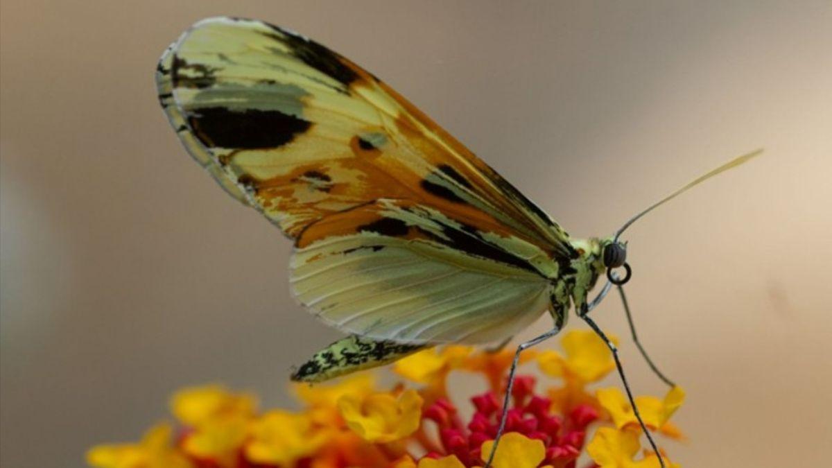 Genes ivory y optix reutilizados durante 120 millones de años en mariposas y polillas