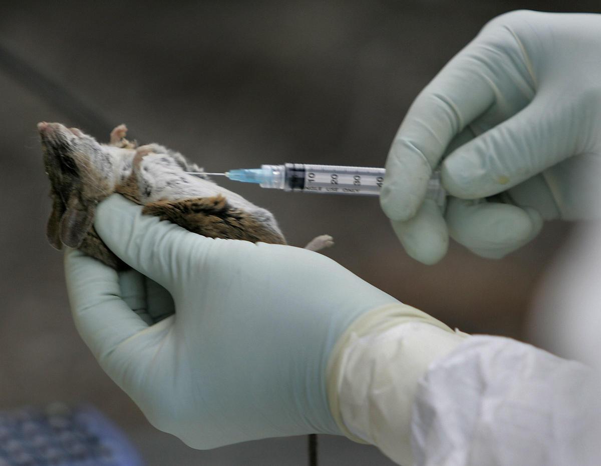 Hantavirus en crucero MV Hondius: tres muertos y 14 españoles afectados frente a Cabo Verde