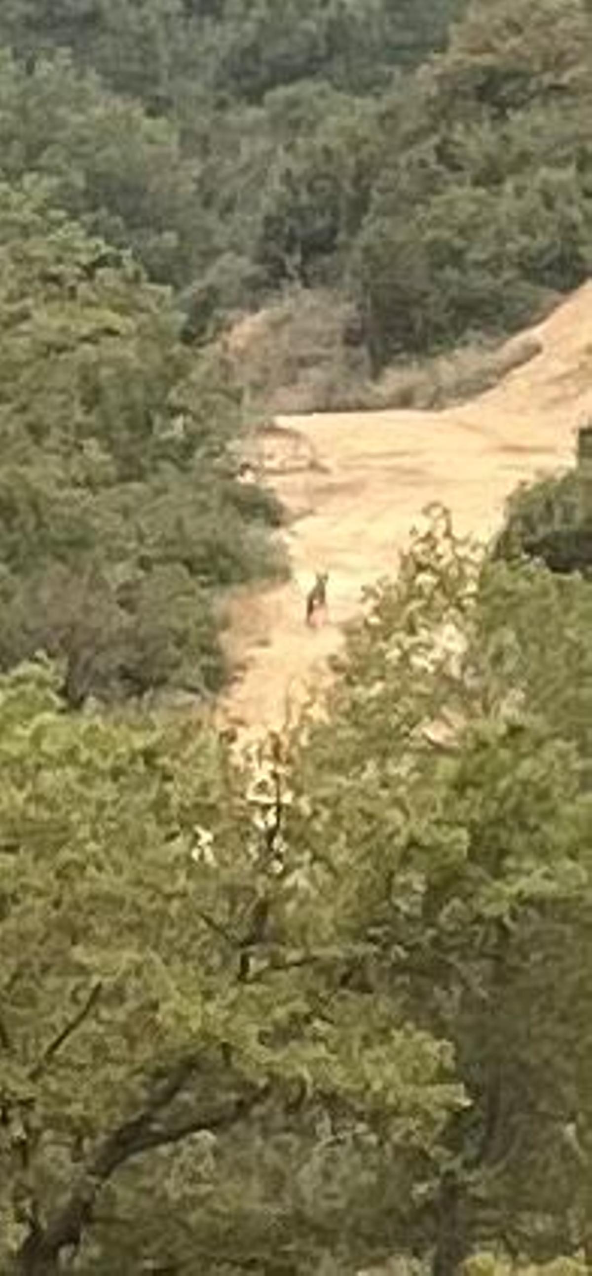 Lobo ataca ovejas en Solsonès y es fotografiado cerca de Pinós