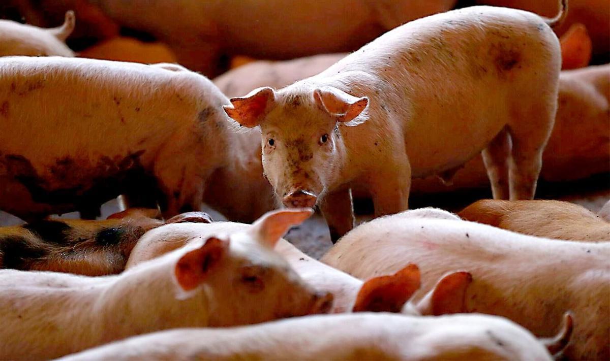 Ganadero revisando su ganado en una granja de cerdos en Cataluña
