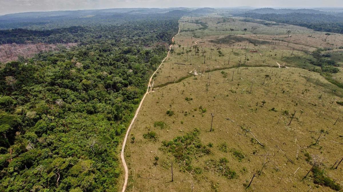 Plántulas de especies autóctonas listas para ser trasplantadas en la Amazonía