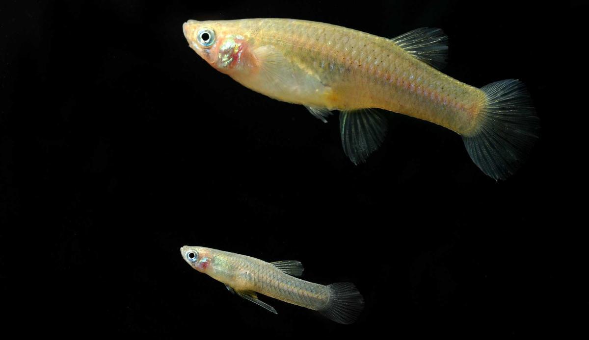 Peces invasores en ríos mediterráneos: 151 especies detectadas, 106 establecidas