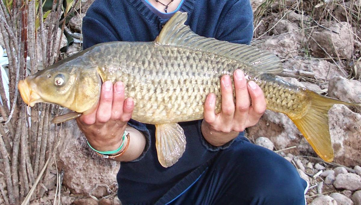 Río mediterráneo con peces invasores visibles entre la flora acuática