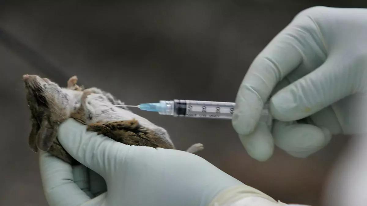Hantavirus en el Berguedà: primer caso autóctono en Cataluña y su evolución