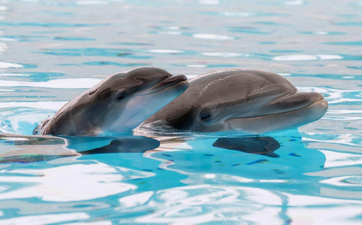 Irán estudia delfines kamikaze para el estrecho de Ormuz