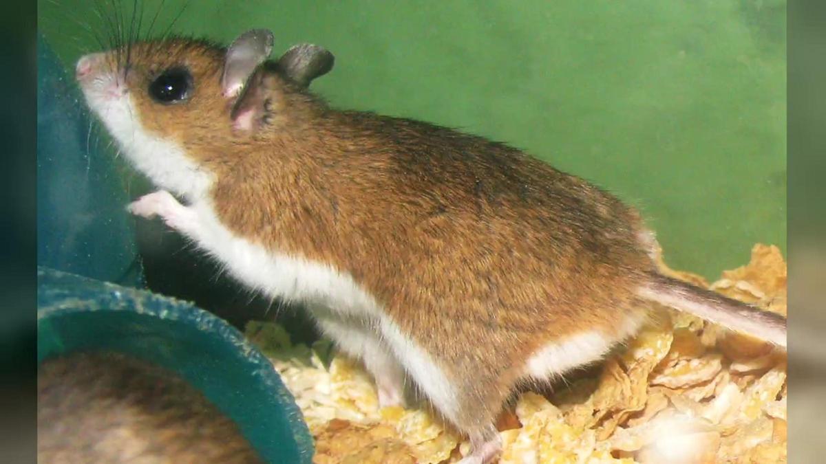 Hantavirus en crucero argentino: brote confirmado y primeros casos
